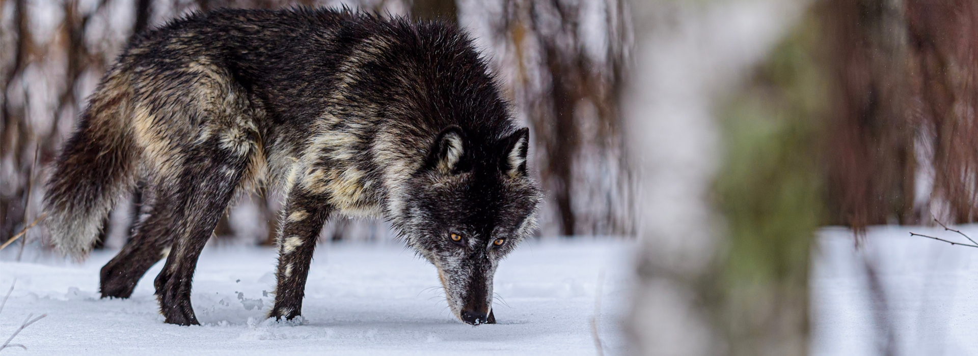 Trophy Wolf & Coyote Hunting in Alberta Trophy Wolf & Coyote Hunting in Alberta
