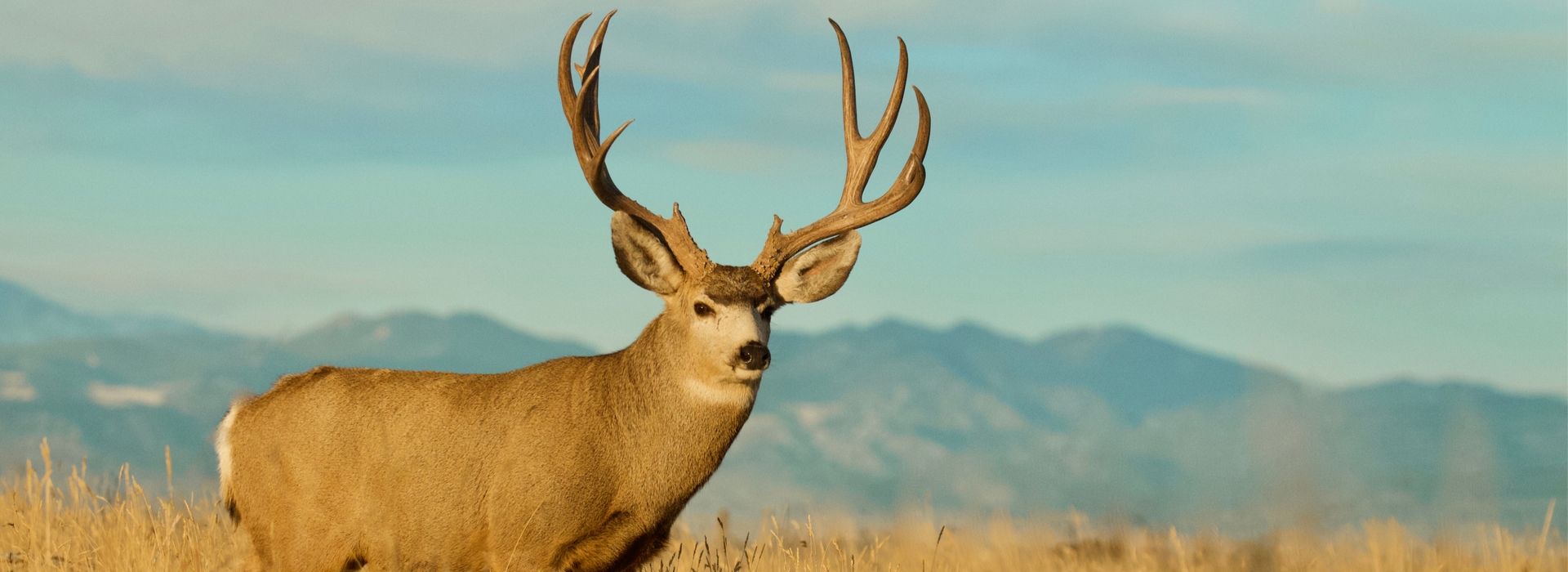 Trophy Mule Deer Bowhunting in Alberta Trophy Mule Deer Bowhunting in Alberta