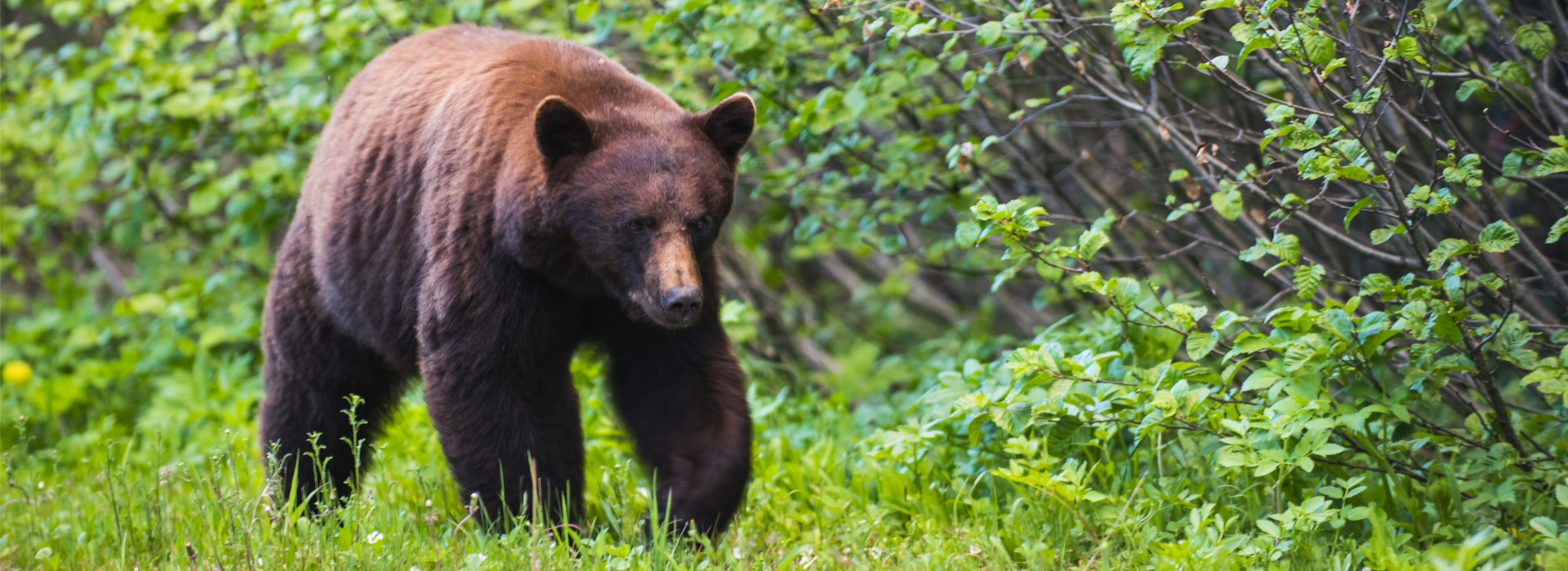 Trophy Black Bear Hunting in Alberta Trophy Black Bear Hunting in Alberta