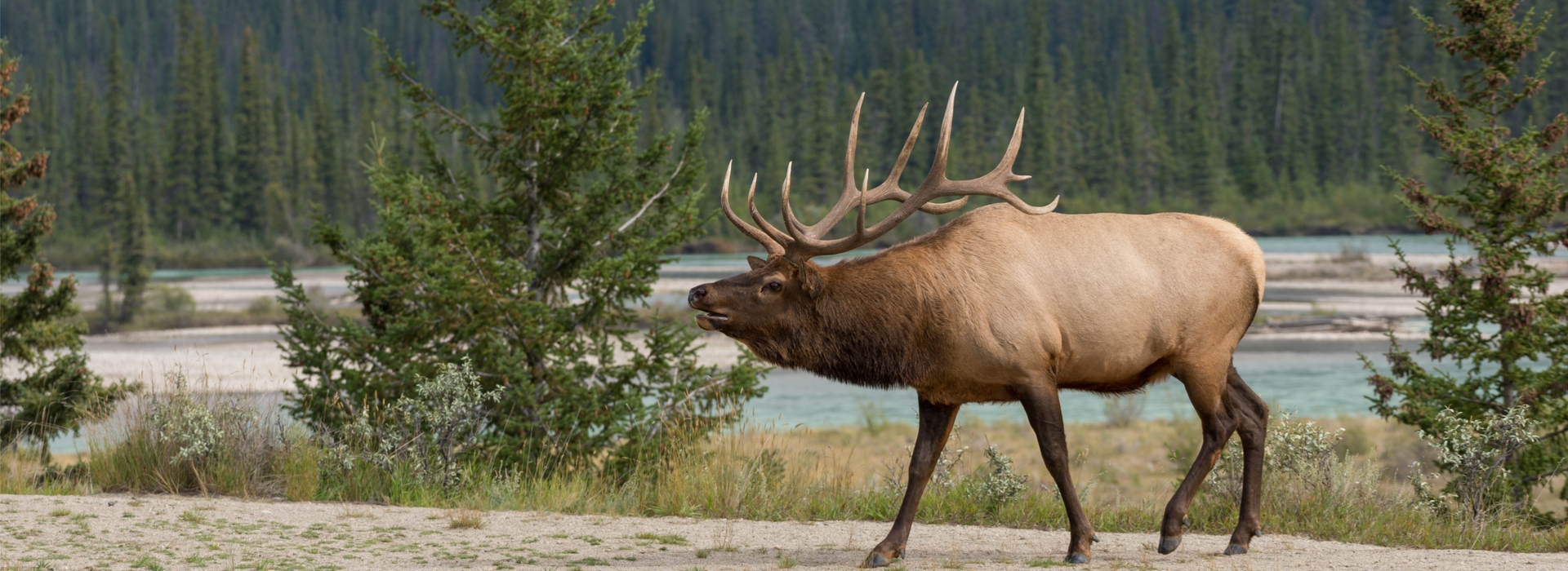 Trophy Elk Hunting in Alberta Trophy Elk Hunting in Alberta